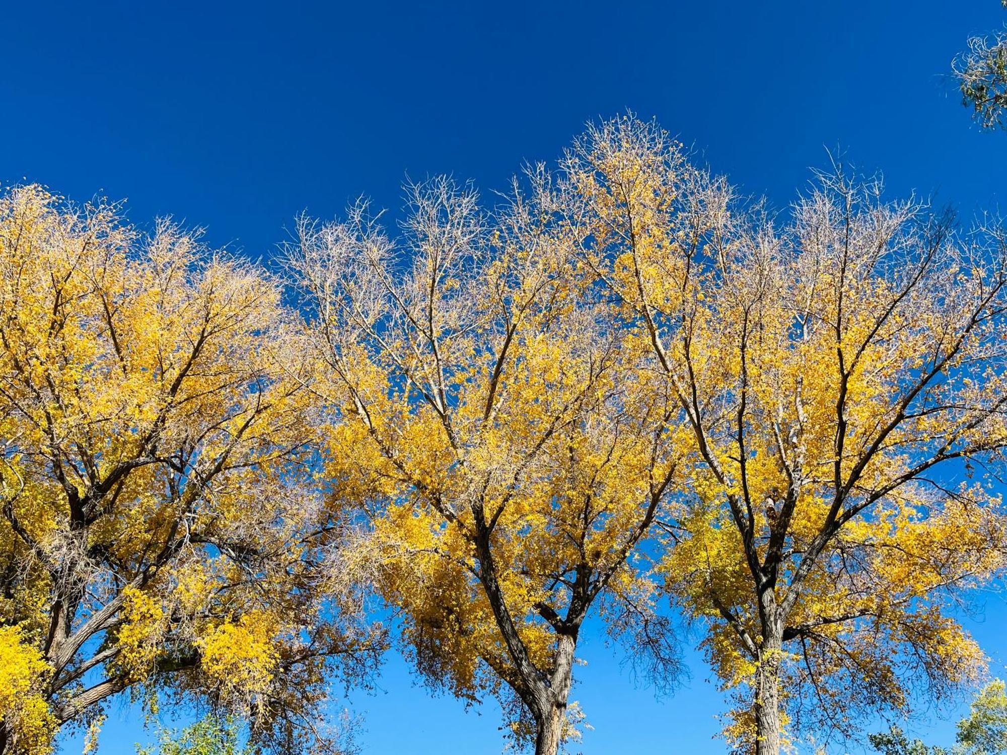 Hacienda Del Sol Bed & Breakfast Taos Dış mekan fotoğraf